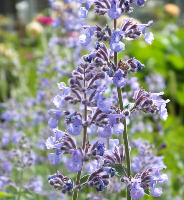 Katzenminze Nepeta 'Six Hills Giant' – ↕10-25cm – Ø9cm – 12 Pflanzen – Lila-blühende Staude – Sonniger Standort – Pflegeleicht & trockenheitsresistent main image 1